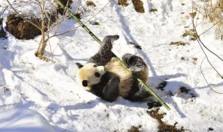 熊猫会冬眠吗在几月份冬眠